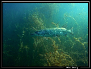 brochet à la Brêche by André Bruchez 
